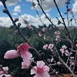 Quinta Da Pera Rocha 住宿加早餐酒店