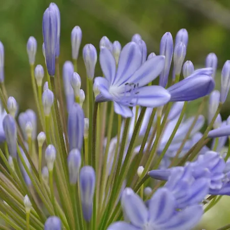 Quinta Da Pera Rocha Bed & Breakfast Alcobaça