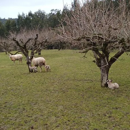 לינה וארוחת בוקר Quinta Da Pera Rocha אלקובאקה