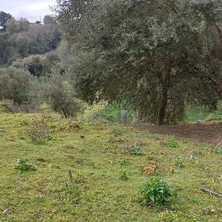 Quinta Da Pera Rocha * אלקובאקה