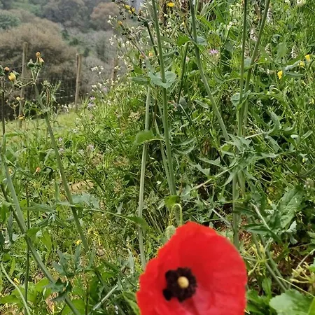 Quinta Da Pera Rocha 4* Alcobaca