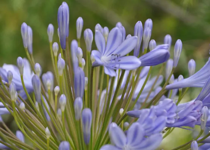 Quinta Da Pera Rocha Bed & Breakfast Alcobaça