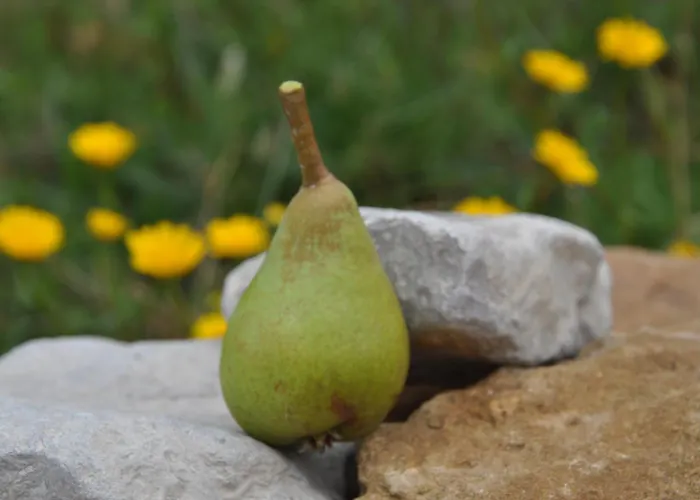 Bed & Breakfast Quinta Da Pera Rocha Alcobaça