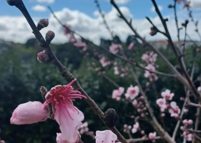 Quinta Da Pera Rocha Bed & Breakfast