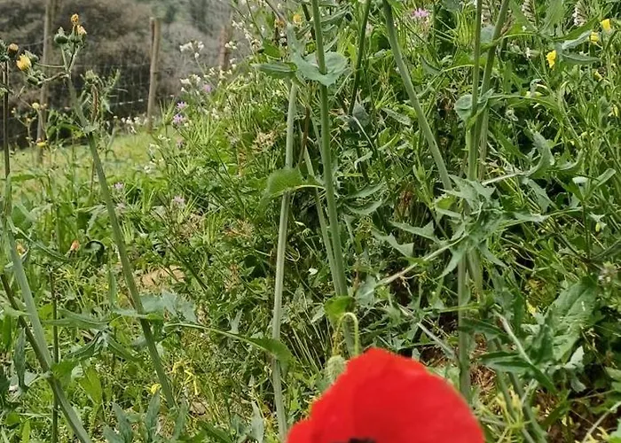 Quinta Da Pera Rocha 3* Alcobaça